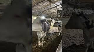 Milking time #cow #farming #farm