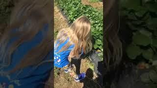 Lily picking strawberries for the first time