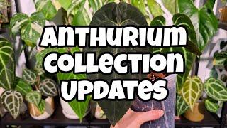 Anthurium Collection Tour + New Growth!!  all the new leaves, updates & care ️ HOUSEPLANT TOUR