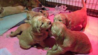 Cutest Golden Retriever Puppies Ever! Watch Them Learn to Walk and Play