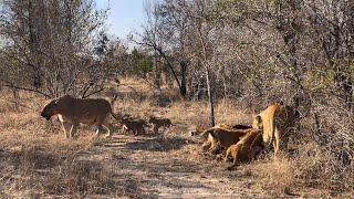 Ntsevu Pride Lionesses with Cubs on Wildebeest Kill | 17 July 2024