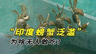 印度螃蟹泛濫成災，為啥卻無人敢吃？難道是嫌恒河水臟嗎？