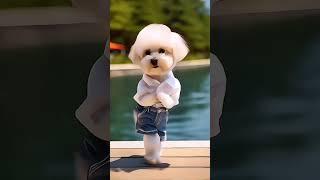 cute dog nice dance #0195