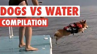 Amazing Dog vs Water Puppy Pet Video Compilation 2016