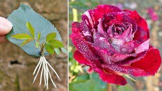 Unbelievably, the method of propagating roses by leaves is 100% successful.