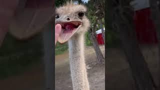 A Rare Friendly Ostrich