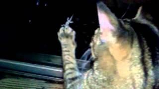 The Lizard and The Cat