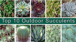 Top 10 Outdoor full sun heat tolerant succulent plants