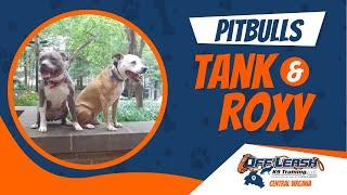 Pitbulls (Tank & Roxy) | Best Dog Trainers in Richmond! | Richmond Virginia Dog Training