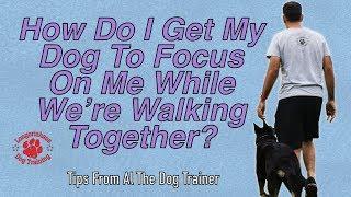 How To Get Your Dog To Focus On You While Walking Together - Tips From Al The Dog Trainer