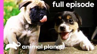 Bullmastiff, Jack Russell, and Portuguese Water Dog Puppies | Too Cute! (Full Episode)