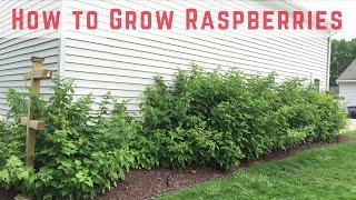 How to Start Growing Raspberries [Compilation]