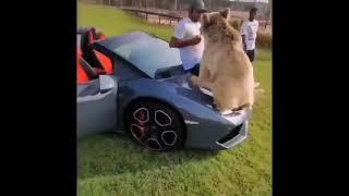 Lamborghini & Bear 