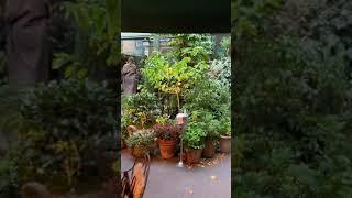 The Ivy Chelsea Garden London November 2021 like and Subscribe. RedRoute Travel