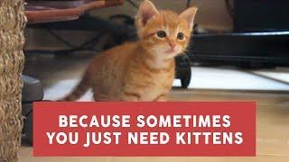 because sometimes you just need kittens.