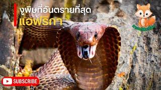 สารคดีสัตว์โลก ตอน งูพิษที่อันตรายที่สุดแห่งแอฟริกาใต้ สารคดีงู งูพิษร้ายแรง | สารคดี ใหม่ล่าสุด