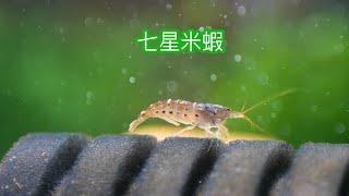 七星米蝦-台灣原生米蝦  Caridina formosae  EP16