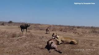 THRILLING : Lions Kill Both Buffalo Mother and Calf in Nairobi Park