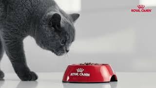 Royal Canin Kitten Growth Program ft. British Shorthair