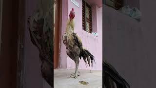 ponram boothi  kattu tharai new entry #farming #trendingshorts #vairalvideo