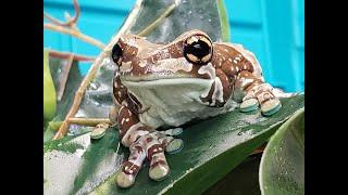 Amazon Milk Frog