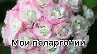 Мои любимые  пеларгонии #пеларгония #flowers #цветоводство