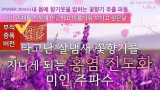 [부적증폭/황금나비부]타고난 살냄새 도화꽃 향기 배는 찐매력 주파수 | 진하게 어필하고 싶은날 듣고 가라!행운이 찾아온다 | 진홍염 진도화 증폭 에너지 |