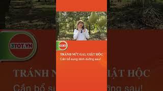 Tránh nứt gai, giật hộc, méo trái - Nhà vườn cần bón gì? #saurieng #shorts #video