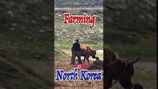 ‍ Farming in North Korea  #Shorts