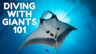 Beginners Guide To Scuba Diving With Manta Rays with Prodivers Maldives