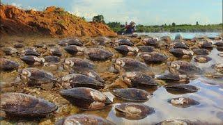 amazing fishing Tv - a fisherman picking up many clams underground