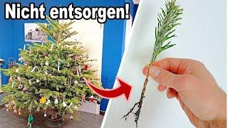 Wie du deinen Weihnachtsbaum JETZT ein neues Leben schenken kannst!