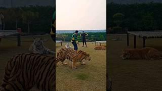 3 Tigers in 1 Video | Nouman Hassan |