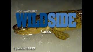 NH's WildSide - Cusk