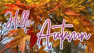  Hello Autumn | Fall Foliage | Autumn in Seoul | Autumn Leaves | South Korea