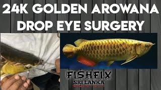 24K Gold Arowana Drop Eye Surgery HD FishFix SriLanka