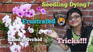 Seedlings Orchid Dying? frustrated ?Tricks! Sandip Orchid।।