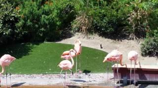 Flamingo behavior at Seaworld San Diego