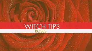 Witchcraft Tips for Using Roses in Magick And Spells