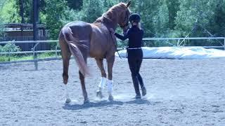 Dressage Groundwork