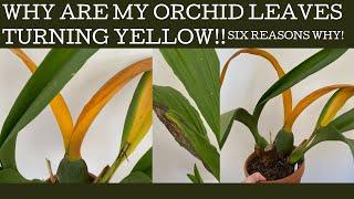 Why are my orchid leaves turning yellow!? Six reasons why - not all are bad! - and what to do!