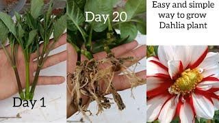 How to grow dahlia flower | Dahlia Propagation from cuttings | how to grow dahlia from cutting