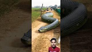 Anaconda Snake P2 #shorts #snake  #snakes #nagin #anaconda #bigsnake #anacondasnake @RunFunTV