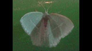 Geometer Moth