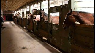 Reading horses and people