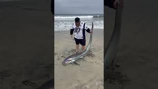 Catch & Release: Land-Based Thresher Shark