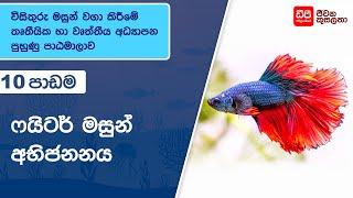 ෆයිටර් මසුන් අභිජනනය