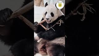 ASMR: Panda Nuan Nuan eating l 暖暖熊猫吃笋! #shorts #asmr #panda #短视频 #暖暖 #熊猫 #可爱 #抖音 #大熊猫 #声控 #吃播 #马来西亚