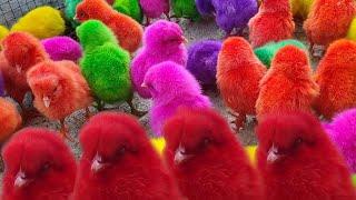 Anak Ayam Warna Warni Lucu Menggemaskan #ayamwarnawarni #ayamlucu #anakayamlucu #trendingvideo