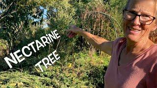 The Nectarine Gets Some Love | Chop and Drop in the Swale Food Forest